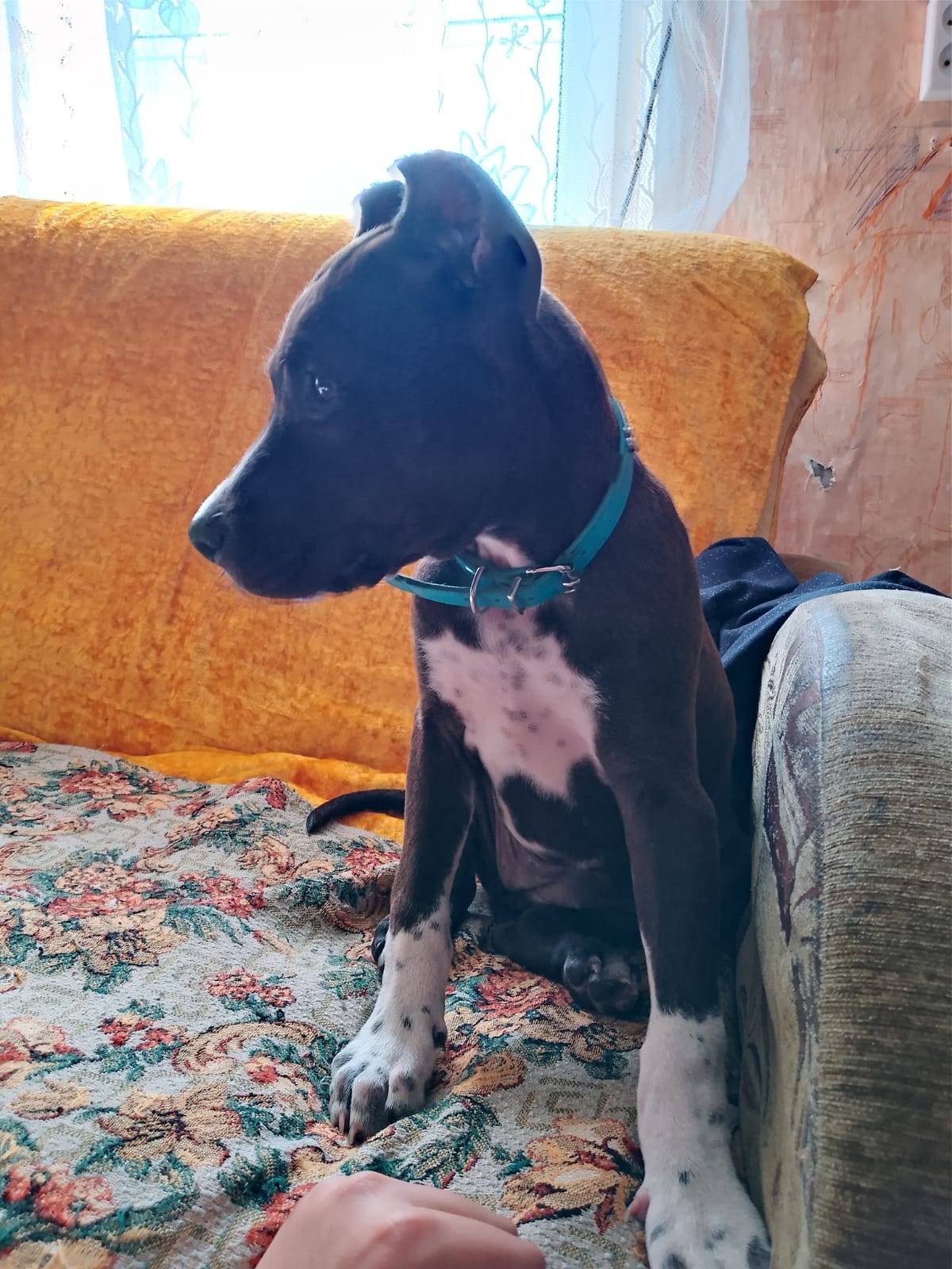 Пропала собака на мраткино!! К...