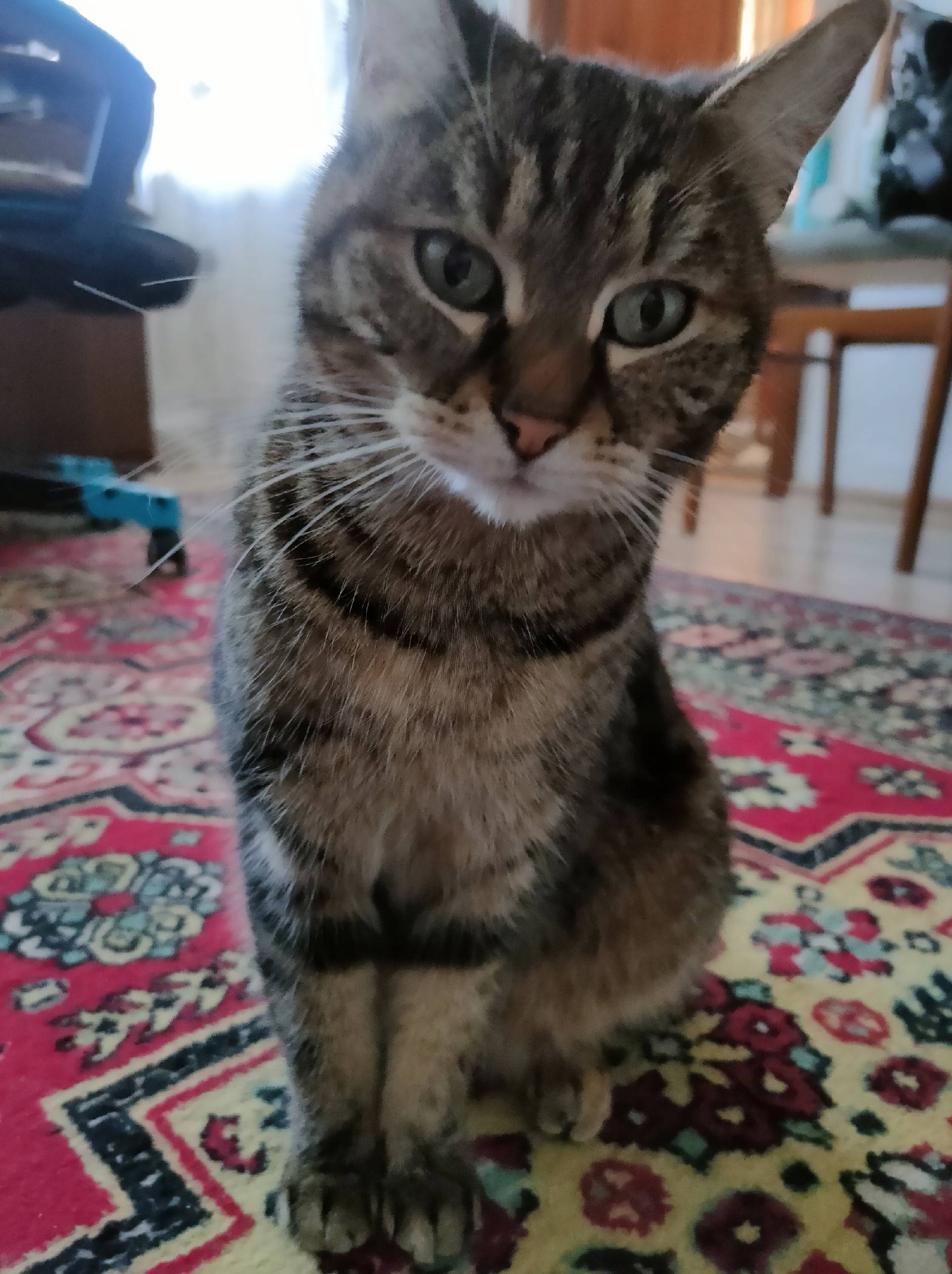 Пропала кошка в районе улицы В...