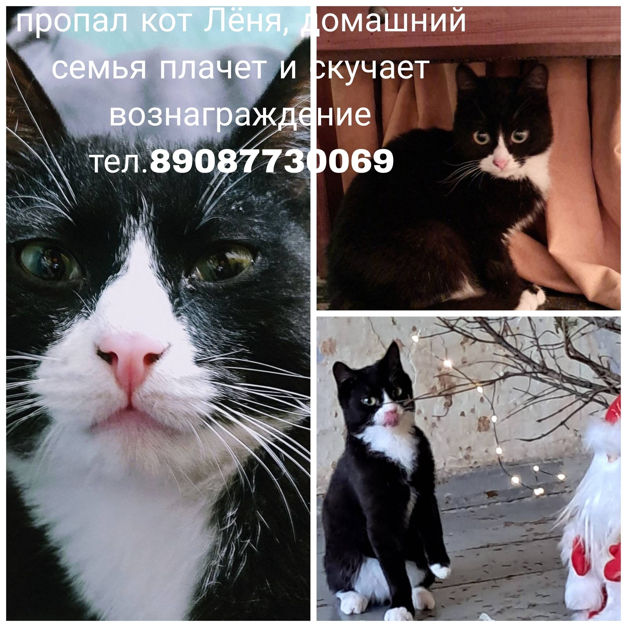 Пропал Кот, центр Иркутска, ос...