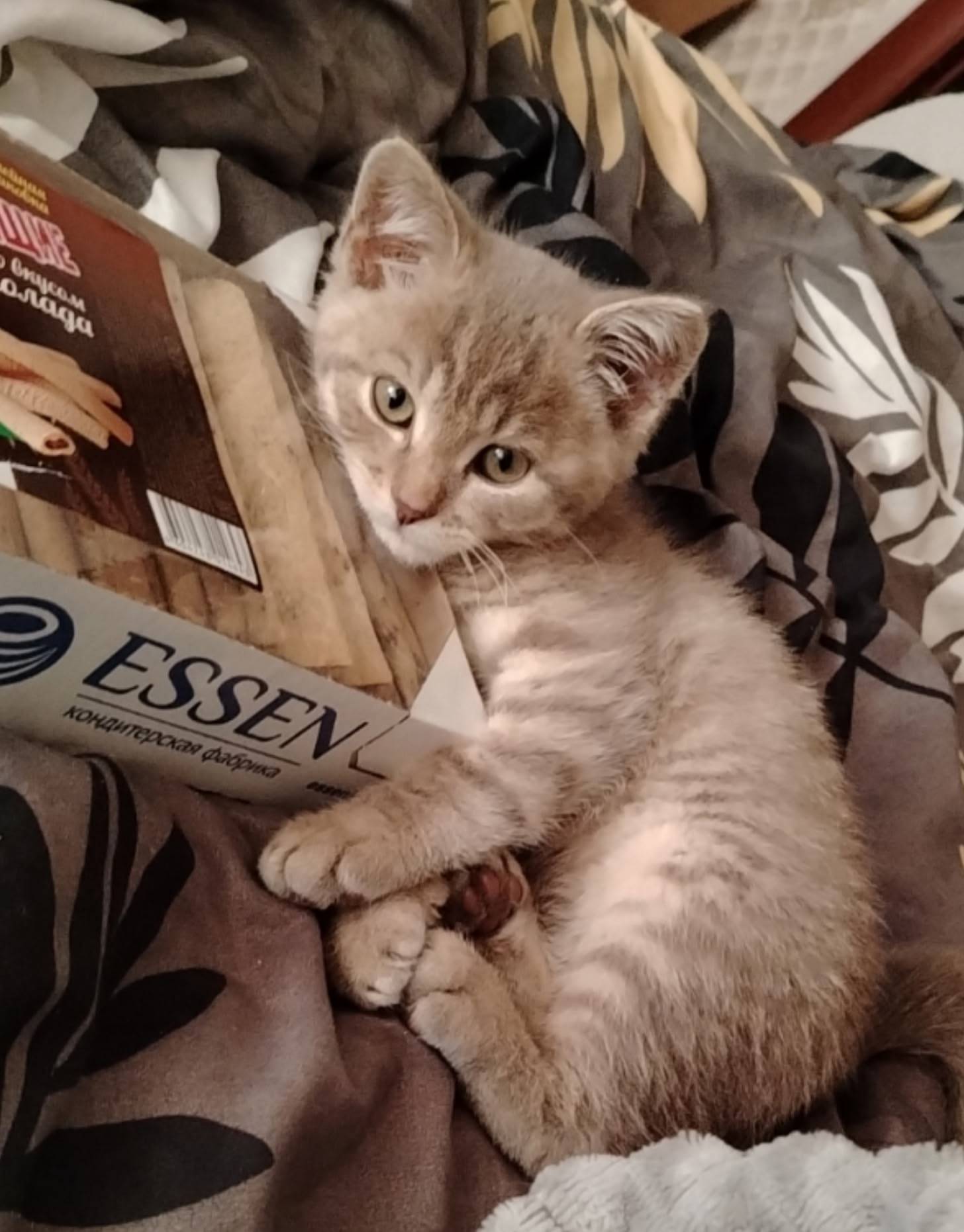 Пропал котенок по кличке Май П...