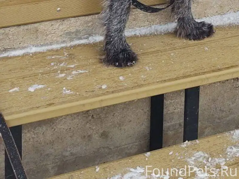 Потерялся пес в новогоднюю ноч...