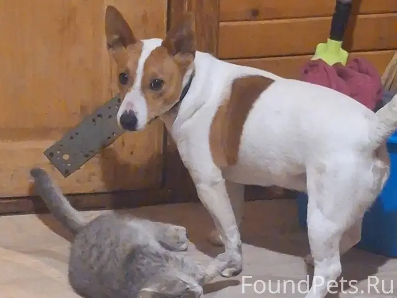 Пропал пёс п.Черусти 891680304...