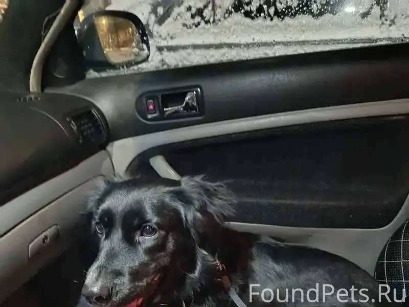 Нашли собаку,бегала по Вокзаль...