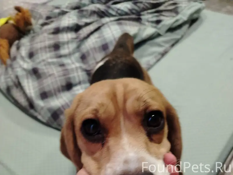 Потерялась собака хозяева найд...