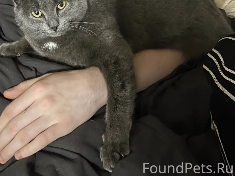 Ребят пропал кот взрослый возр...