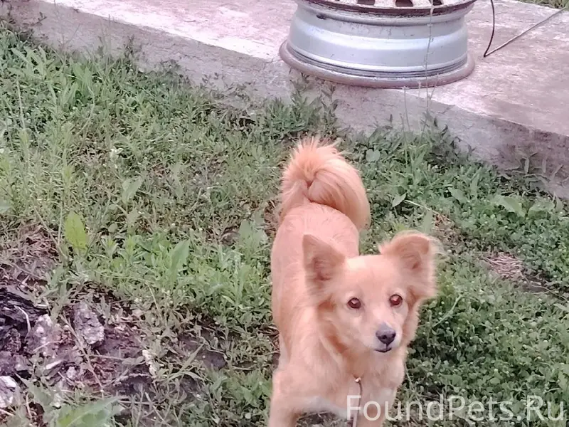 Пропала собака на Грибоедова 3...