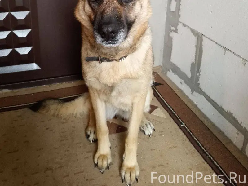 Пропала собака! Добрый день, п...