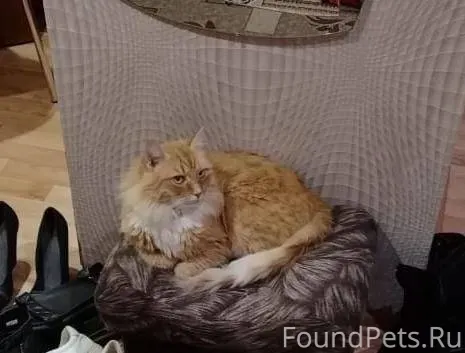 Пропал рыжий кот в районе улиц...