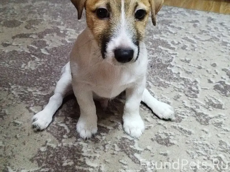 Убежал щенок,помогите найти ,в...