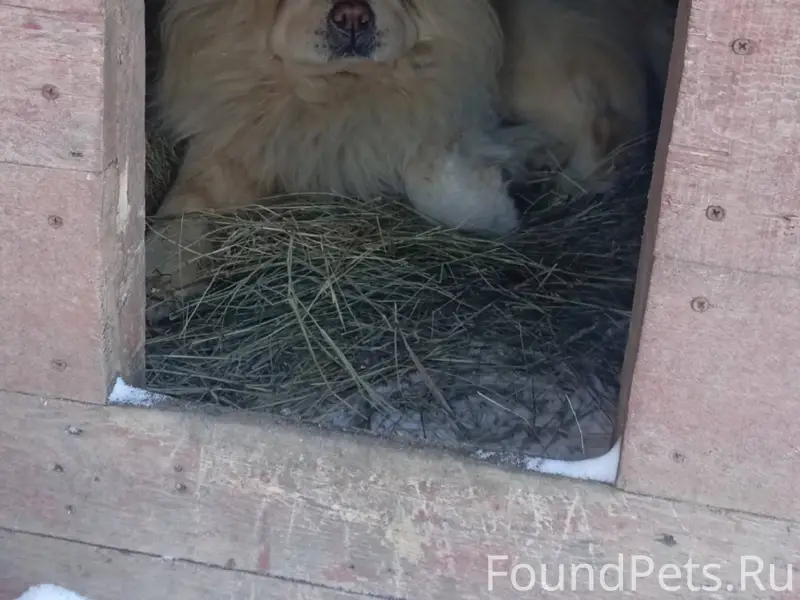 Пропала собака, порода чау чау...