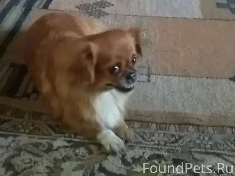 За вознаграждение!!! Потерялас...