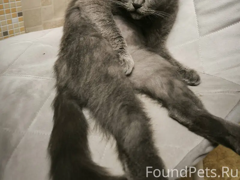 Пропал кот по кличке Саймон в....