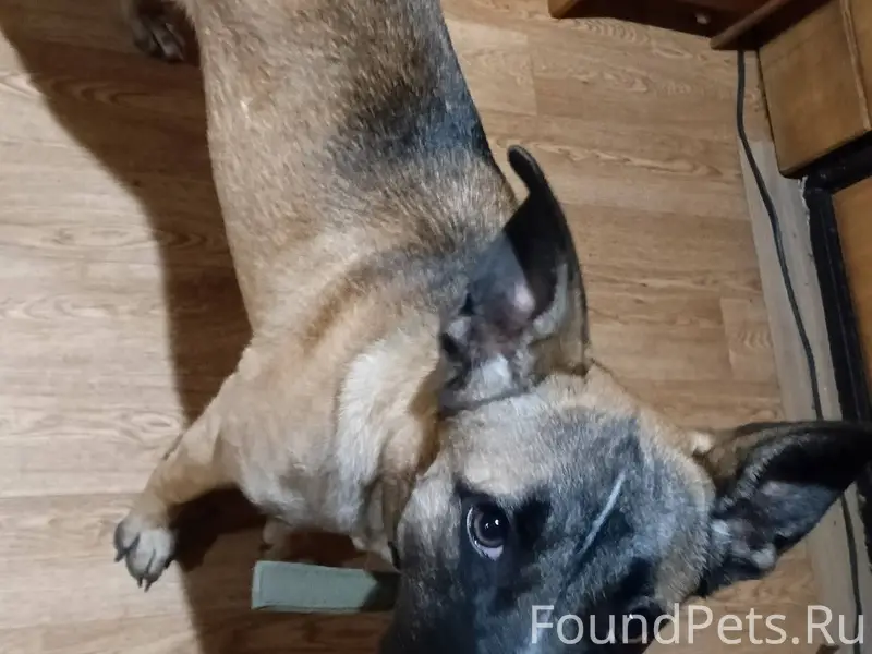 Г. Астрахань. Пропала собака 0...