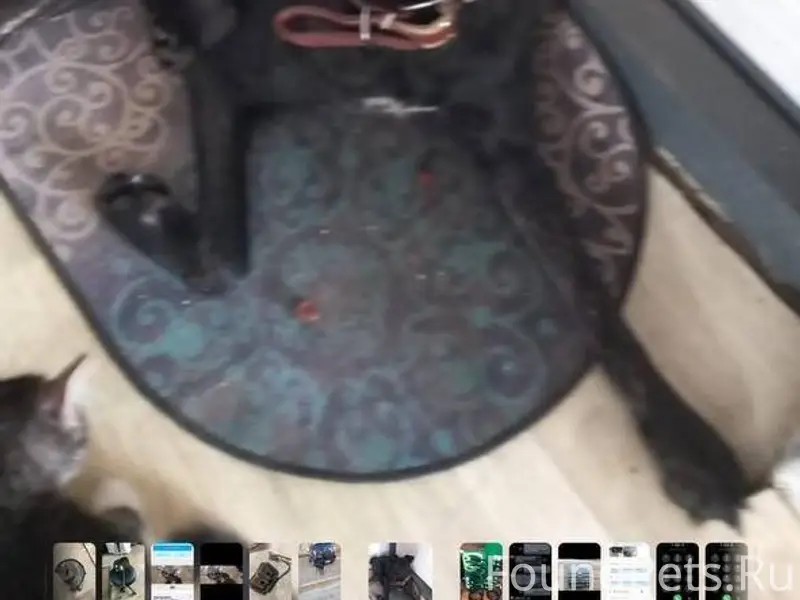 Пропала собака ,в районе грэс ...