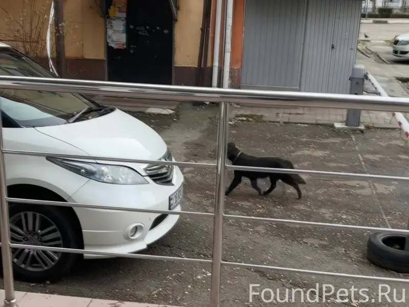 На Фрунзе бегает собака в ошей...