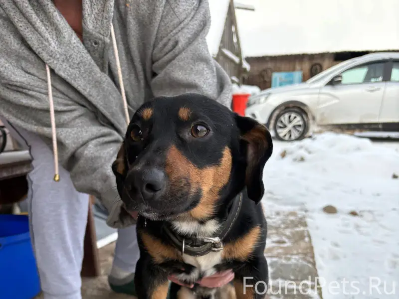 Найдена собака, скорее всего о...