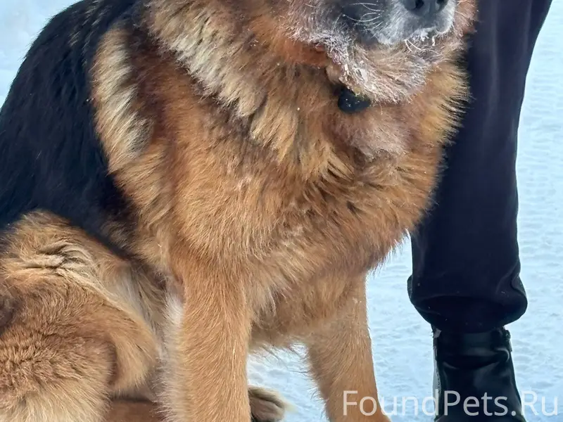 Найдена собака! Кабель. Отрадн...