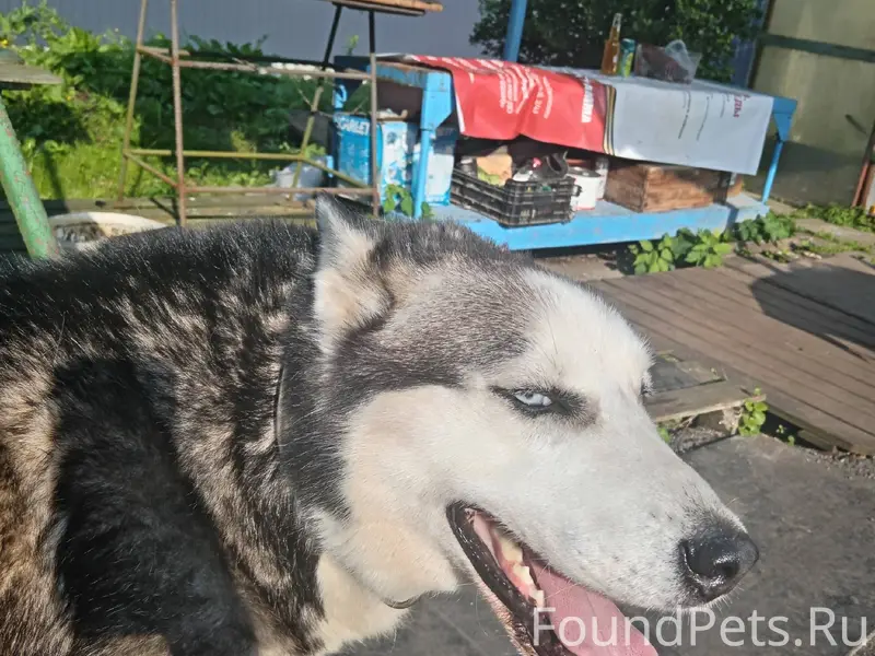 Пропала собака породы хаски, у...