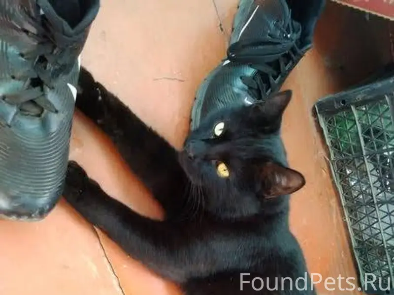 Пропал кот на пересечении ул. ...