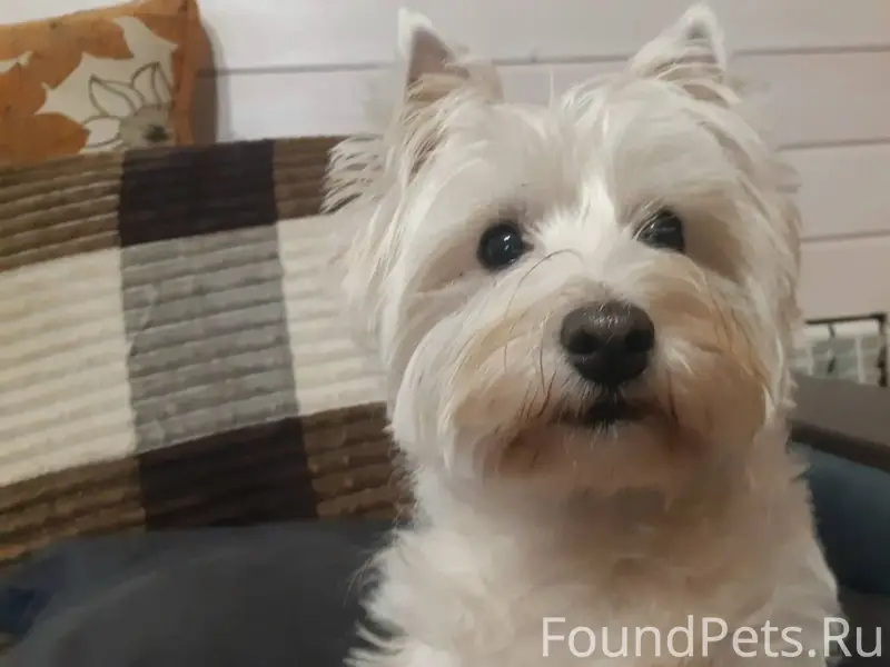 Убежала собака утром 1 января....