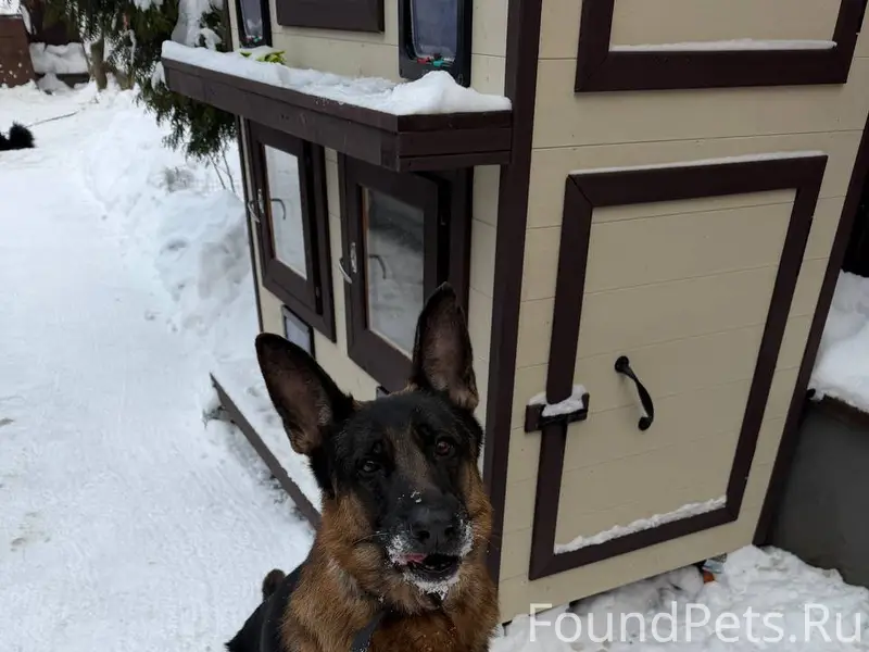 🔴Немец ! Возраст около 5 лет !...