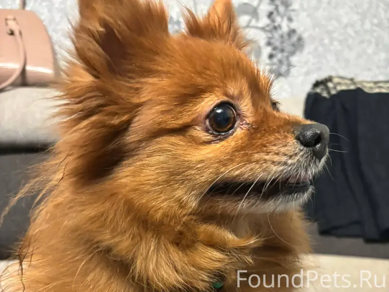 Найдена собака на свердлова 16...