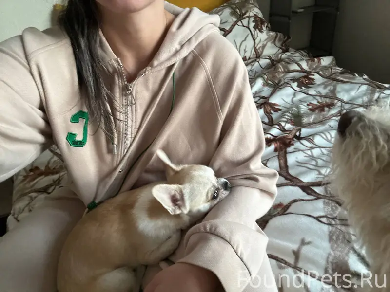 Найдена собака , бегал по бере...