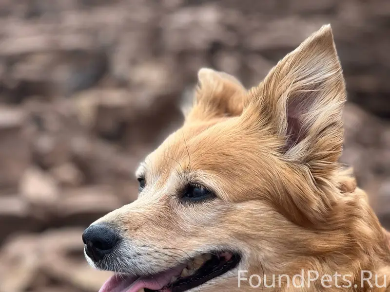 Пожалуйста, помогите 🙏🙏🙏 Волжс...