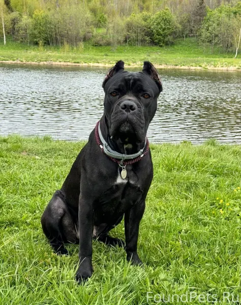 Рузский район, деревня Акулово...