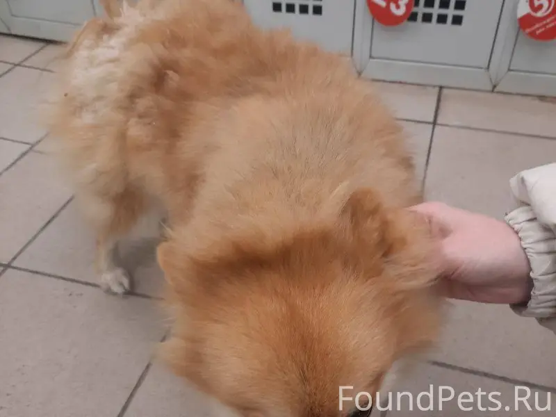 У магазина «Пятерочка» на ул.М...