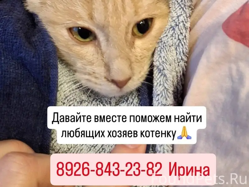 🐱 Внимание, нужен дом! В город...