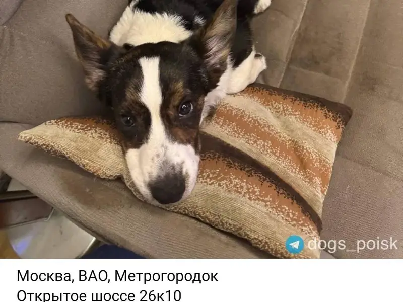 Потерялся щенок вельш корги ка...