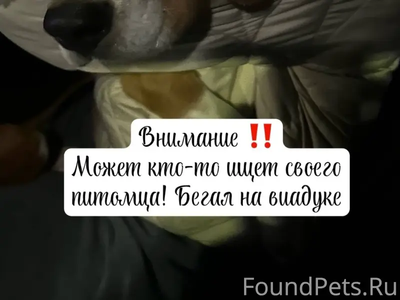 Дорогие друзья, потерялась соб...