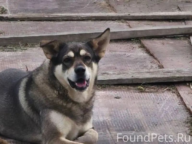 Вечером 31 января убежала соба...