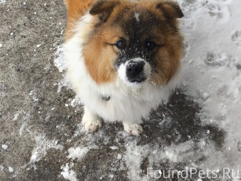 Пропала собака, может кто виде...