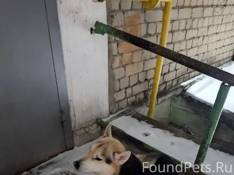 Марковникова 23/24 бегает соба...