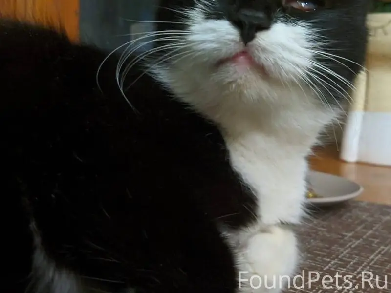 Найдена кошка возрастная, нет ...