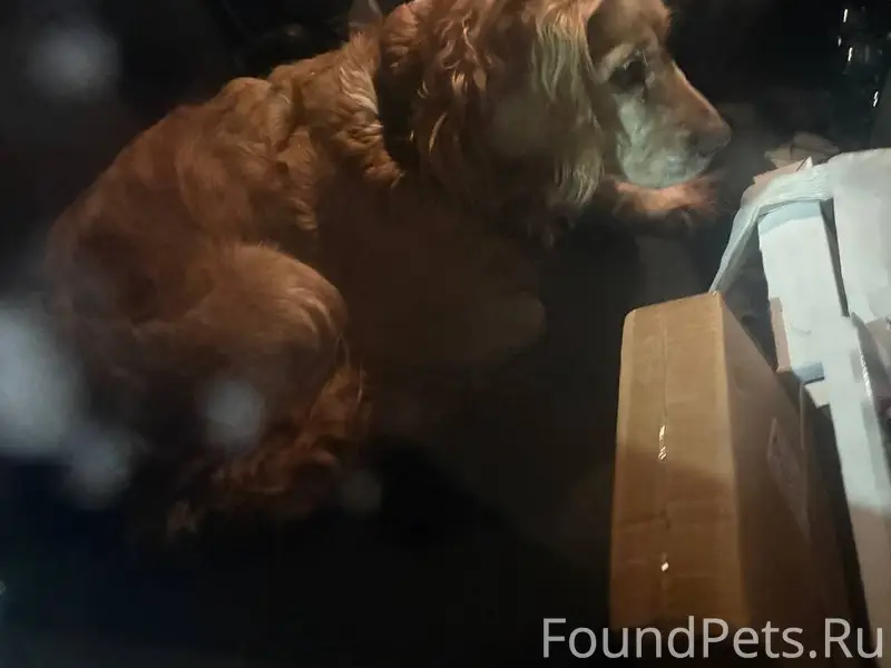 Найдена собака! Бежала по Мити...