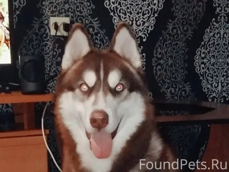Пропала собака хаски по кличке...