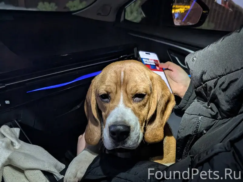 Найден щенок породы бигль, бег...