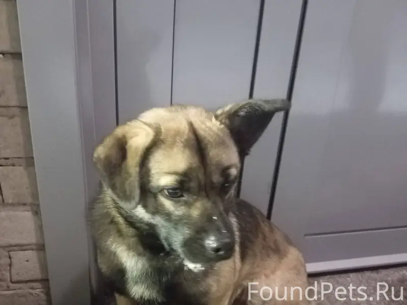 Кто потерял? Прибилась собака ...