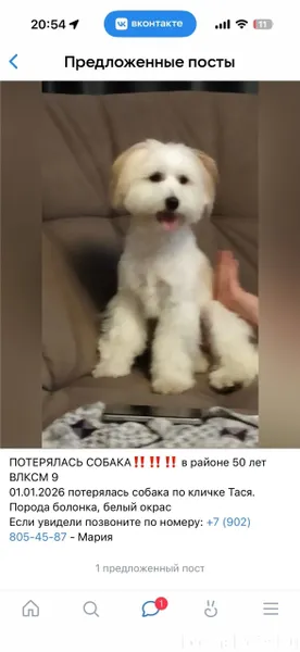 ‼️‼️‼️ПОТЕРЯЛАСЬ СОБАКА‼️‼️‼️ ...