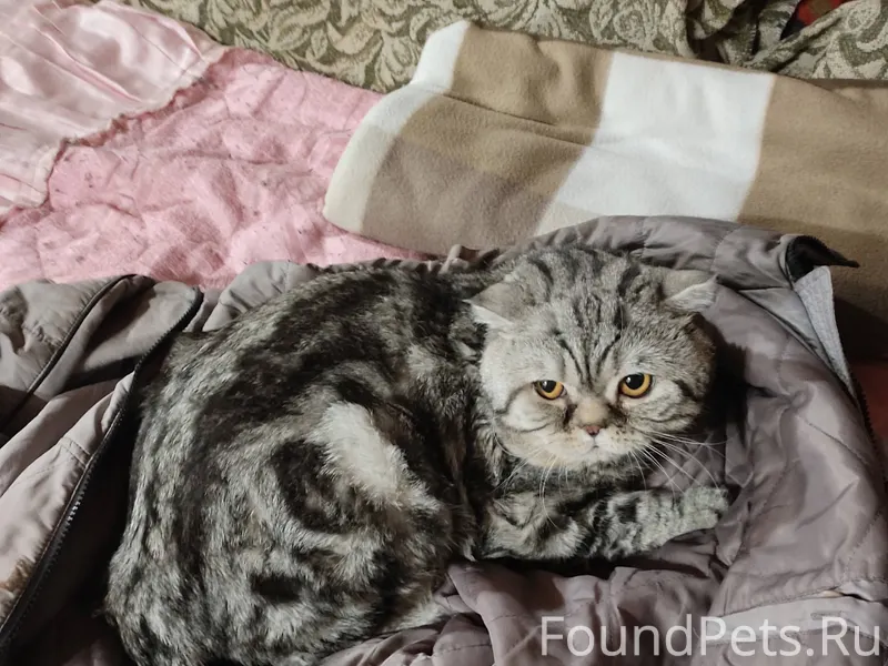 Найден кот. Ищу старых или нов...