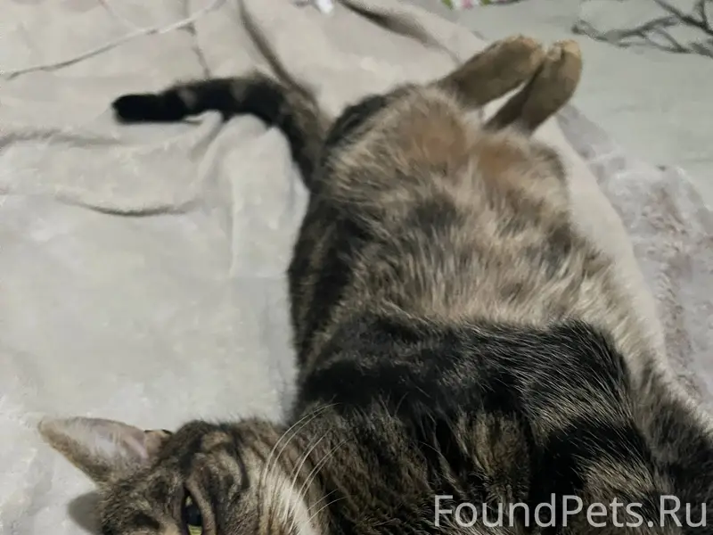 Пропустите пожалуйста Пропал к...