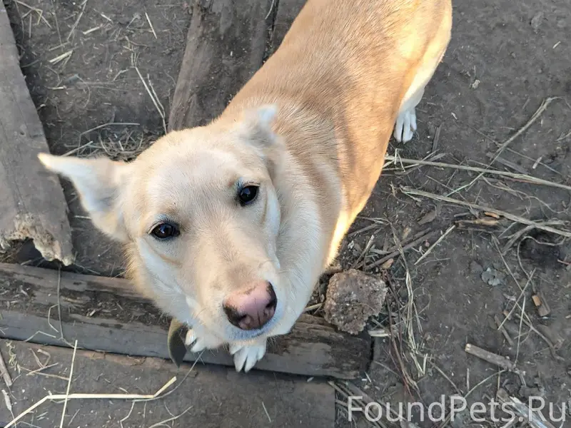 СБЕЖАЛА СОБАКА!!!😭 Помогите на...