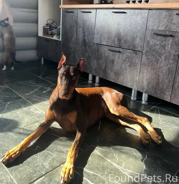 ПОМОГИТЕ ПОЖАЛУЙСТА , если кто...