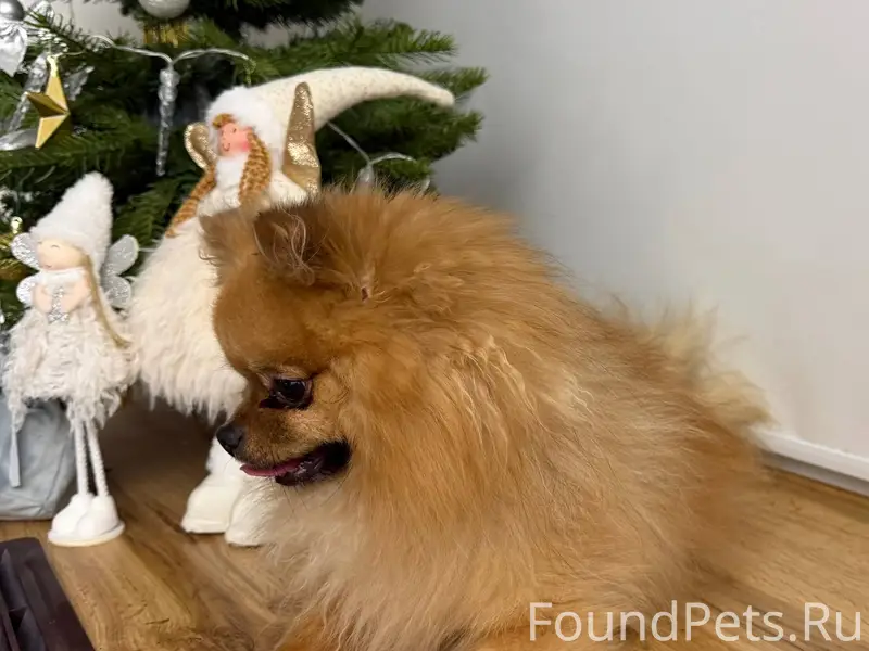 Найден шпиц, мальчик, в микрор...