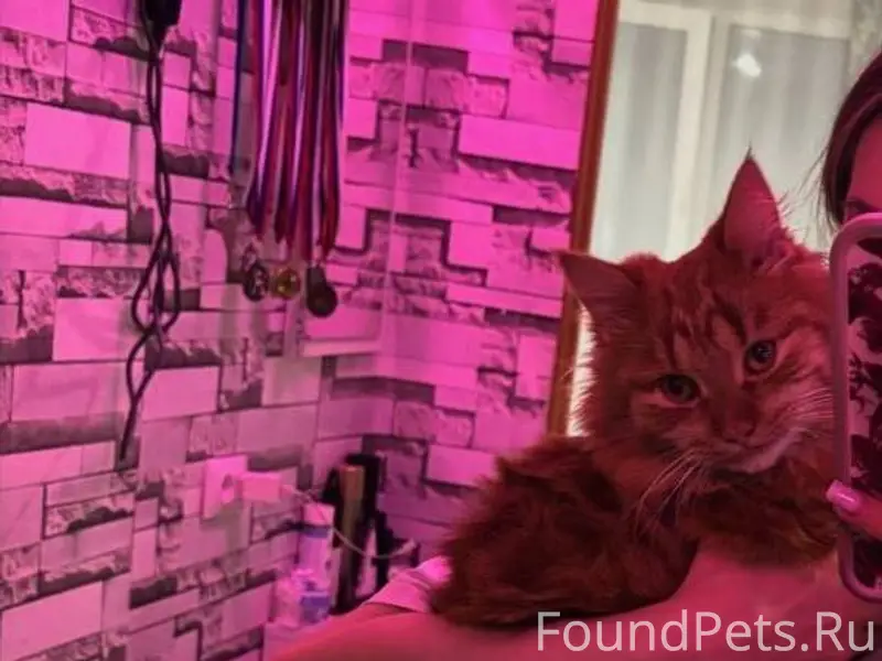 Добрый день! Пропал кот, кто в...