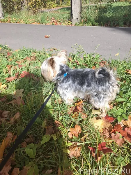 🚨ПРОПАЛА СОБАКА🚨 д.Новая Присм...