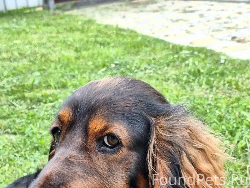 Потерялась собака, русский спа...